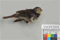 藏品(綠繡眼)的圖片